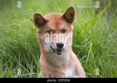 Australian Dingo Stock Photo