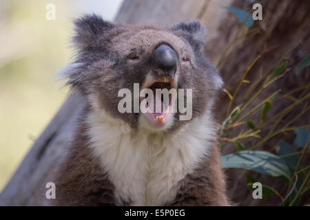 An Australian Koala relaxing amongst a tall gum tree. Stock Photo