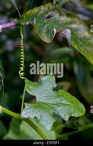 White bryony (Bryonia dioica) five-pointed leaves of perennial climbing vine Stock Photo