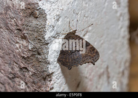 European Peacock (Inachis io) butterfly hibernating on wall in cellar of house in winter Stock Photo