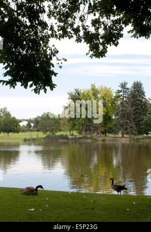 Aug. 1, 2014 - Denver, Colo, USA - 8/1/2014. Canadian Geese rest on the shores of Ferril Lake on a summer day at City Park in Denver. It is a 330 acre park which includes the Denver Zoo, Ferril and Duck Lakes and the Boat Pavilion and is the central attraction of a neighborhood by the same name in Denver, Colorado. (Credit Image: © Ralph Lauer/ZUMA Wire) Stock Photo