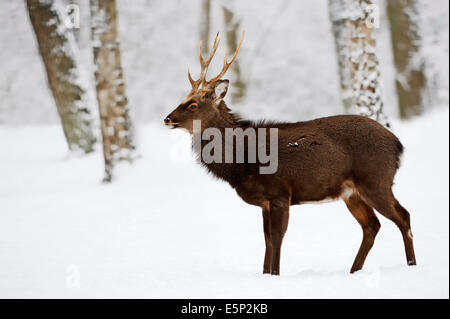 Japanese Sika Deer or Japanese Deer (Cervus nippon nippon), male in winter Stock Photo