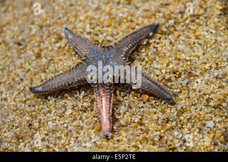 Live Starfish in sand beaches of Greece Stock Photo