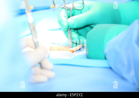 Open hernia surgery Stock Photo