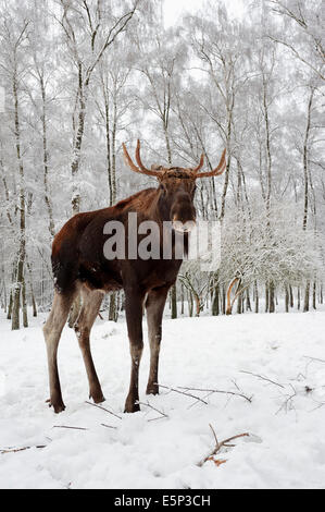European Elk, European Moose, Eurasian Elk or Eurasian Moose (Alces alces alces), bull in winter Stock Photo
