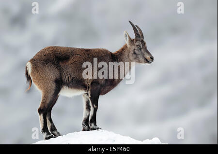 Alpine Ibex (Capra ibex), female in winter Stock Photo