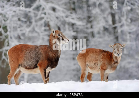 European Mouflon (Ovis orientalis musimon, Ovis gmelini musimon), female with young in winter Stock Photo