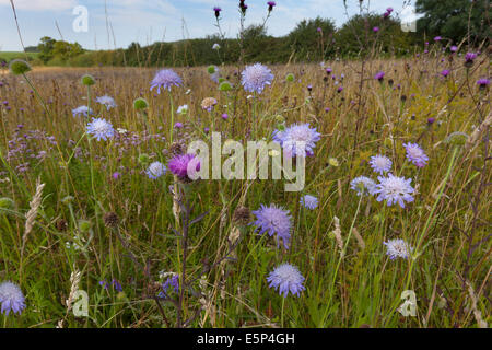 Field Scabious Knautia arvensis and Knapweed on Field Edge Stock Photo