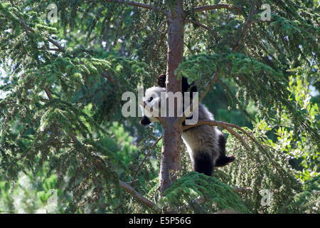 A 1-year old Giant Panda cub, called Xing Bao, climbs more than 10 meters high up a tree and then comfortably hangs upside down. Stock Photo