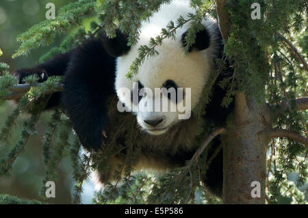 A 1-year old Giant Panda cub, called Xing Bao, climbs more than 10 meters high up a tree and then comfortably hangs upside down. Stock Photo
