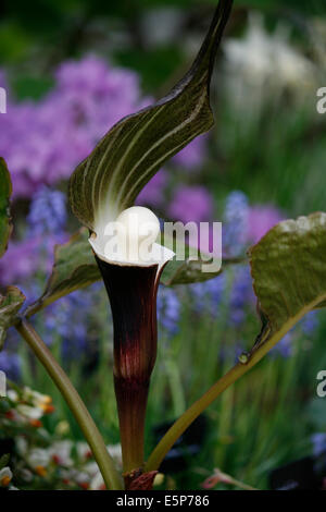 Arisaema, sikokianum, otherwise known as Jack in the Pulpit or the Snow Rice Cake Plant.