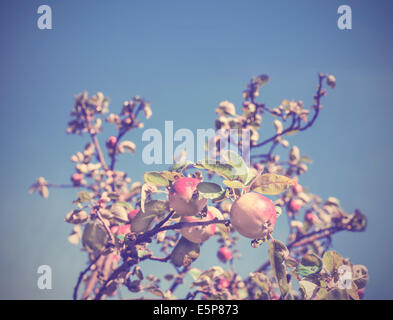 Vintage apple tree background Stock Photo