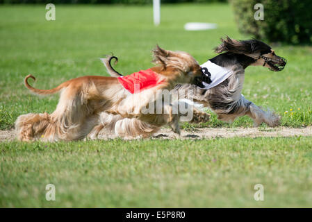 Dogs racing in coursing competition Stock Photo