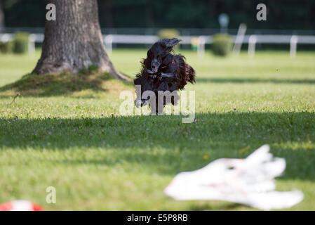 Dog chasing the lure in a lure course competition Stock Photo