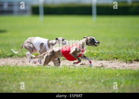 Dogs racing in coursing competition Stock Photo