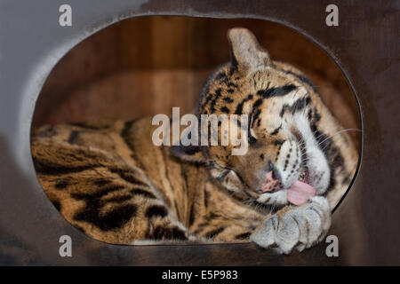 Clouded Leopard (Neofelis nebulosa).  Grooming a paw using rough surfaced tongue. Feeling secure up in an acrylic nest box. Stock Photo
