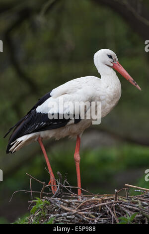 White Stork (Ciconia ciconia). Standing over the nest. Relaxed bird resting with weight on one leg. Stock Photo