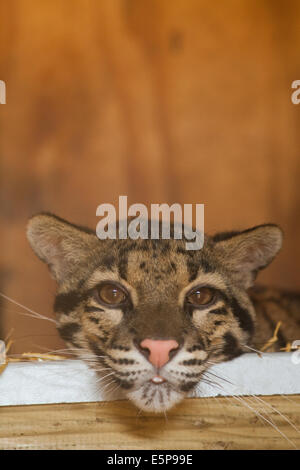 Clouded Leopard (Neofelis nebulosa). Resting chin on nest box door frame. Well grown cub. Portrait. Stock Photo