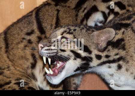 Clouded Leopard (Neofelis nebulosa). Threat. Grimace. For animals of their size, they have the longest canine teeth of any felid Stock Photo