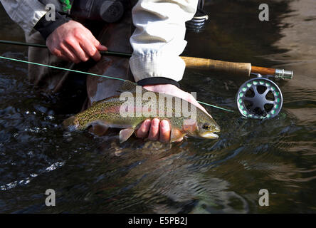 Rainbow trout with fly rod and reel Stock Photo - Alamy