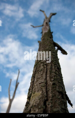 Alrewas, Staffordshire, UK. 4th Aug, 2014. Dead tree forming part of the WW1 Gallipoli memorial at the National Memorial Arboretum, Alrewas, Staffordshire. There is a total of nine trees, each representing a country that was involved in the campaign. The branches represent the hands of fallen soldiers. Credit:  Richard Franklin/Alamy Live News Stock Photo