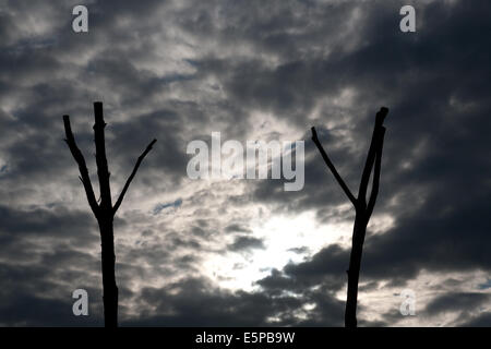 Alrewas, Staffordshire, UK. 4th Aug, 2014. Dead tree forming part of the WW1 Gallipoli memorial at the National Memorial Arboretum, Alrewas, Staffordshire. There is a total of nine trees, each representing a country that was involved in the campaign. The branches represent the hands of fallen soldiers. Credit:  Richard Franklin/Alamy Live News Stock Photo