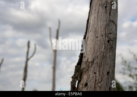 Alrewas, Staffordshire, UK. 4th Aug, 2014. Dead tree forming part of the WW1 Gallipoli memorial at the National Memorial Arboretum, Alrewas, Staffordshire. There is a total of nine trees, each representing a country that was involved in the campaign. The branches represent the hands of fallen soldiers. Credit:  Richard Franklin/Alamy Live News Stock Photo