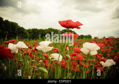 Cloudscape over wild flowers in red and white on field at dusk Stock Photo