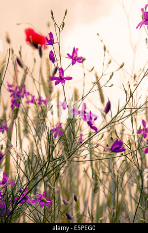 Misty morning in nature with wild flowers violet and red, selective focus Stock Photo