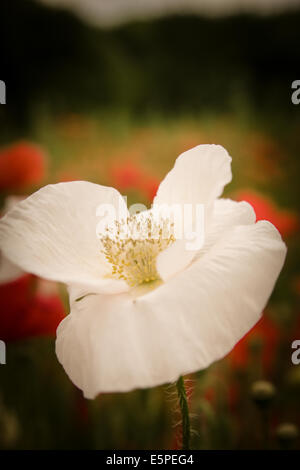 Pestle and pollen on blooming white flower in poppy field Stock Photo