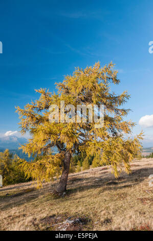 Larch Tree (Larix) on a mountain pasture in autumn, Lungau Region, Salzburg, Austria