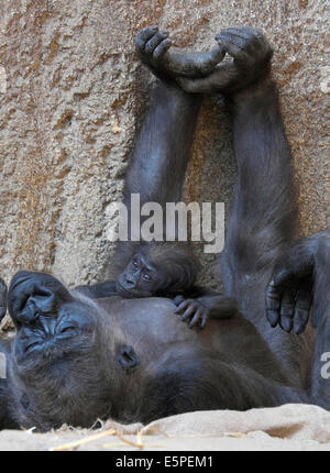 Western Lowland Gorilla (Gorilla gorilla gorilla) with young, native to Cameroon, Congo and the Central African Republic Stock Photo