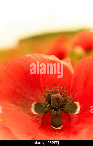 Single red flower in macro top view illuminated Stock Photo