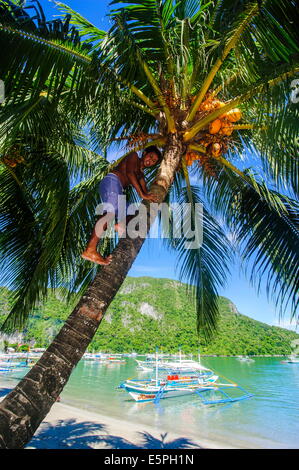 Man climbing on a coconut tree, El Nido, Bacuit Archipelago, Palawan, Philippines, Southeast Asia, Asia Stock Photo