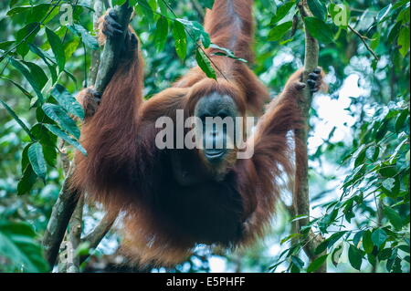 Huge male Sumatran orangutan (Pongo abelii), Bukit Lawang Orang Utan Rehabilitation station, Sumatra, Indonesia Stock Photo