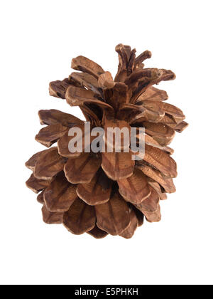Pine or fir cone on a white background. Stock Photo