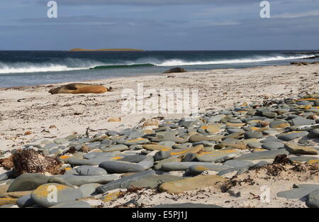 Southern elephant seals (Mirounga leonina) on beach with breaking wave, Sea Lion Island, Falkland Islands, South America Stock Photo