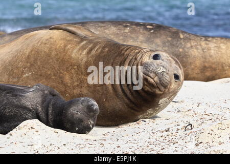 New born southern elephant seal (Mirounga leonina) pup with mother, Sea Lion Island, Falkland Islands, South America Stock Photo