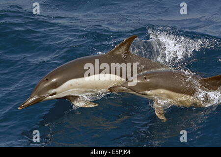 Two short-beaked common dolphins (Delphinus delphis) surfacing, Northeast Atlantic, offshore Morocco, North Africa, Africa Stock Photo