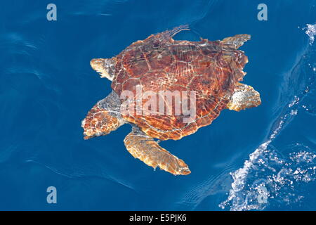 Juvenile loggerhead turtle (Caretta caretta), oceanic stage, below surface in deep water, Northeast Atlantic, offshore Morocco Stock Photo