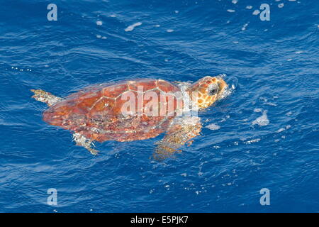 Juvenile loggerhead turtle (Caretta caretta), oceanic stage, breathing at the surface, Northeast Atlantic, offshore Morocco Stock Photo