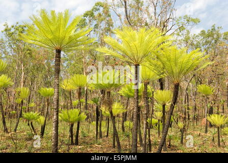 Dicksonia tree ferns in Litchfield National Park, Northern Territory, Australia, Pacific Stock Photo