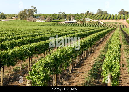 Giant vineyards, Renmark, Murray River valley, South Australia, Australia, Pacific Stock Photo