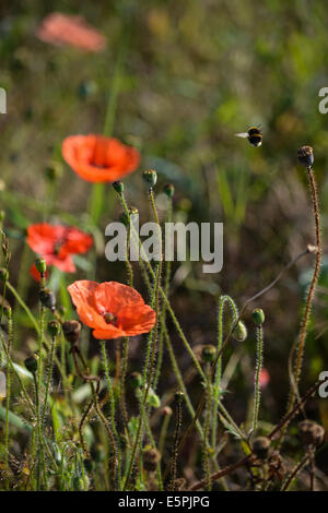 Poppies and bee Stock Photo