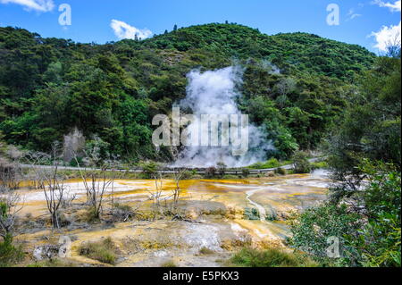 Smoking geothermal acitve field in the Waimangu Volcanic Valley, North Island, New Zealand, Pacific Stock Photo