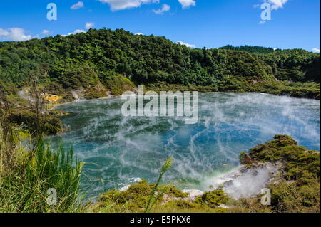 Frying Pan Lake,the largest hot spring in the world, Waimangu Volcanic Valley, North Island, New Zealand, Pacific Stock Photo