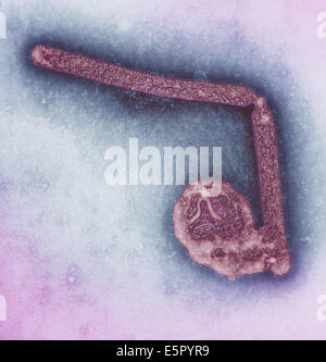 Transmission electron micrograph (TEM) of two avian influenza A H5N1 viruses, Magnification x 108,000. Stock Photo