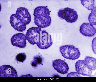 Electron micrograph of Neisseria gonorrhoeae, an aerobic Gram-negative bacterium responsible for the Sexually transmitted