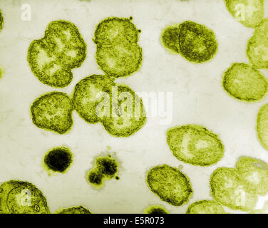 Electron micrograph of Neisseria gonorrhoeae, an aerobic Gram-negative bacterium responsible for the Sexually transmitted Stock Photo