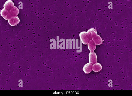 Scanning Electron micrograph (SEM) of Acinetobacter baumannii, This aerobic Gram-negative, non-motile bacteria are normal flora Stock Photo